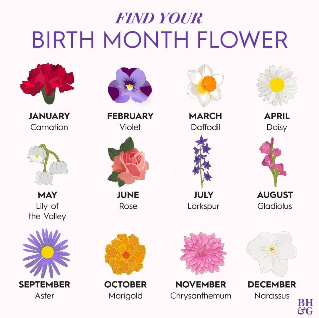 Larkspur Flower Meaning In Telugu Best Flower Site